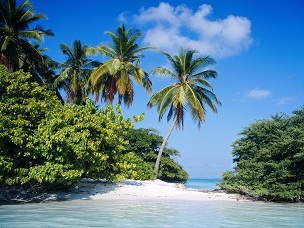 красивые картинки фотографии обои фоновые рисунки тропики пальмы