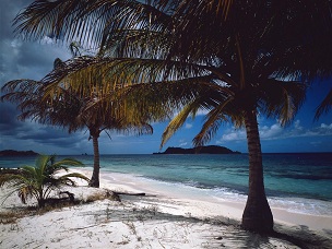 красивые картинки фотографии обои фоновые рисунки тропики пальмы
