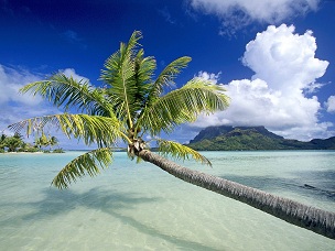 красивые картинки фотографии обои фоновые рисунки пальмы тропики